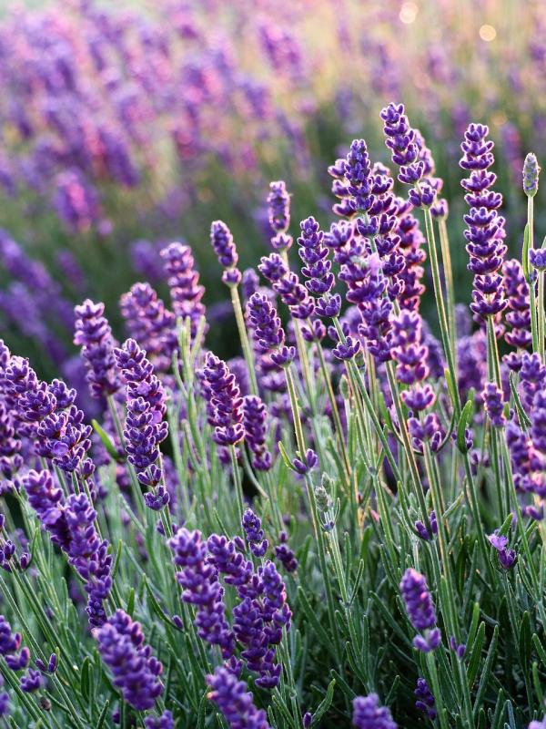 Lavendel